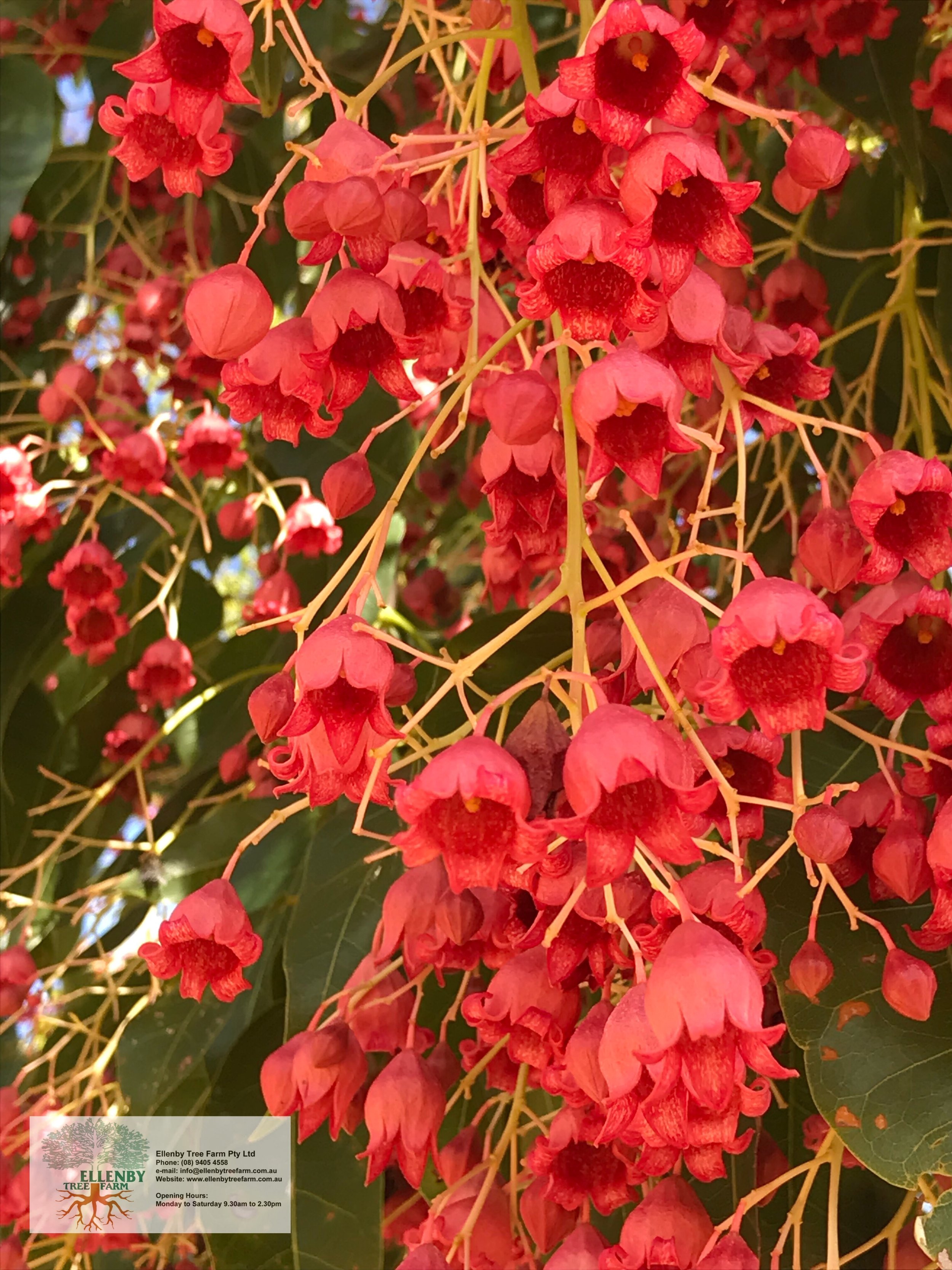 Brachychiton acerifolia x populneus, Bella-donna — Ellenby Brachychiton acerifolia x populneus, Bella-donna — Ellenby